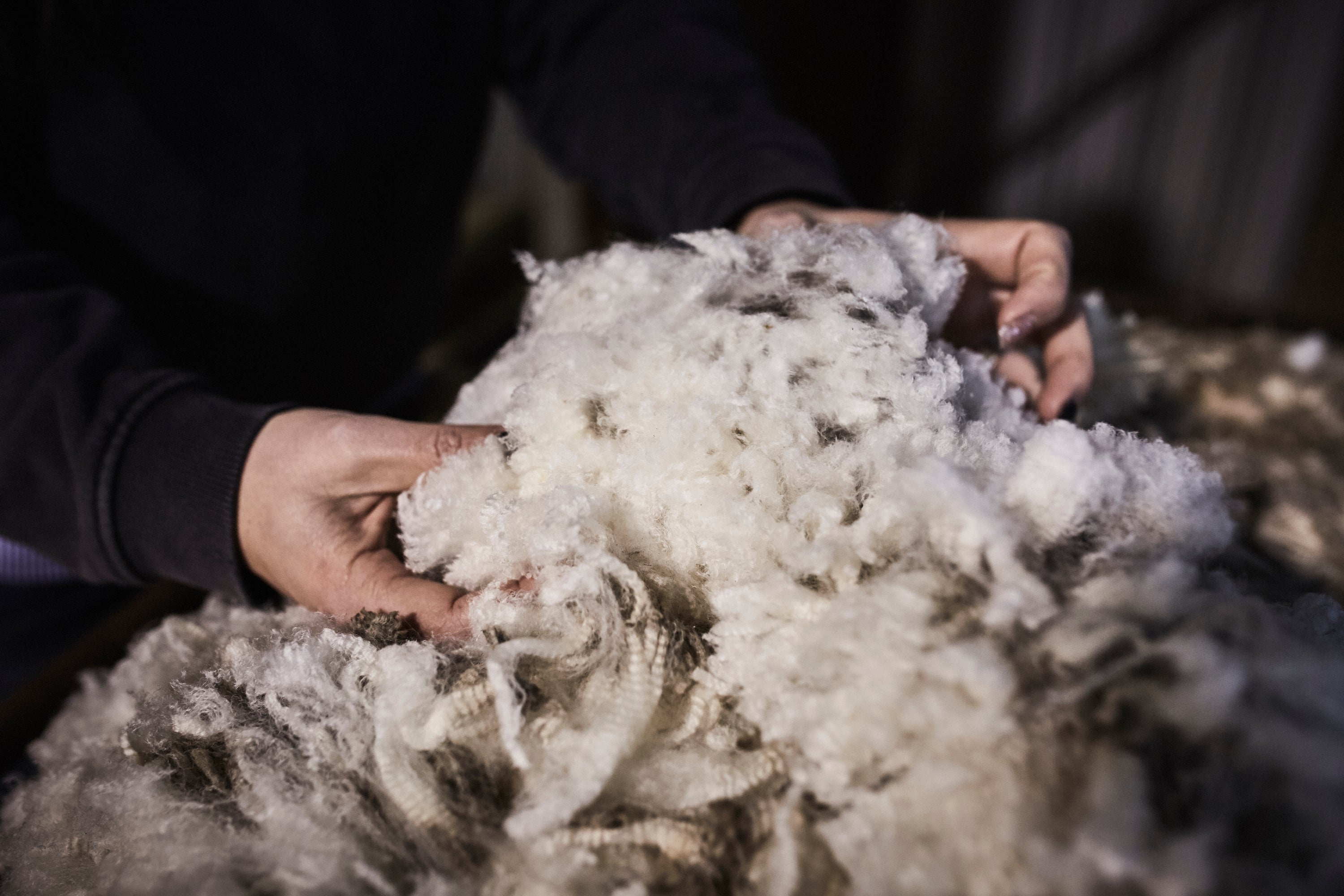 Merino Wool 101 What It Is and Why You'll Love It Modern Merino